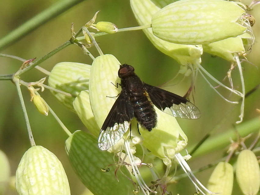 Hemipenthes morio - közönséges gyászlégy