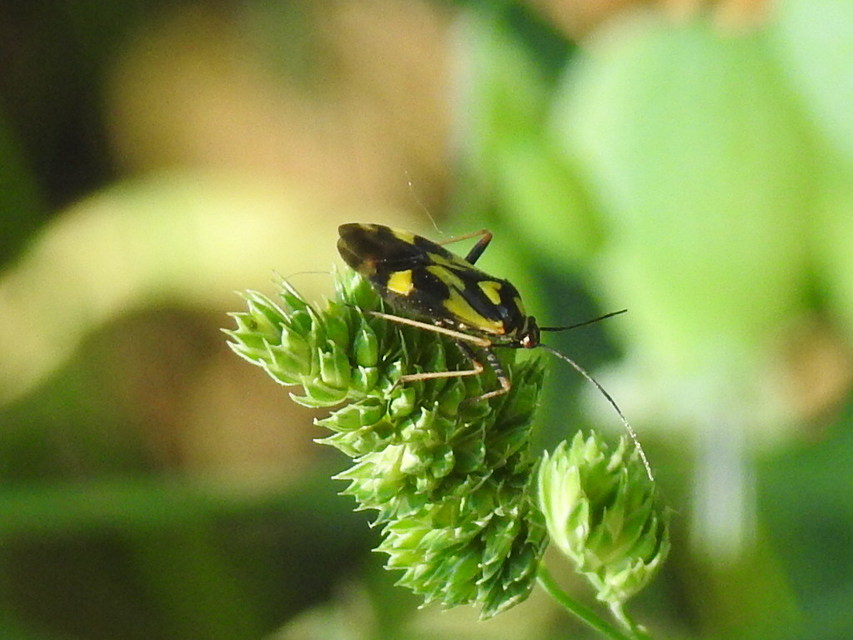 Grypocoris sexguttatus - hatpettyes díszpoloska Grypocoris sexguttatus - hatpettyes díszpoloska