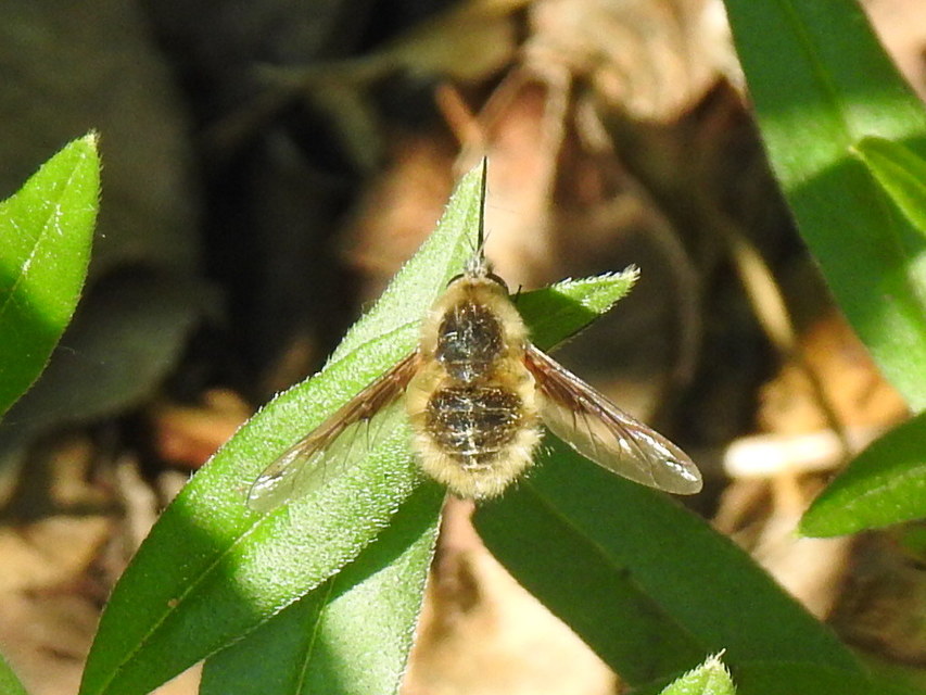 Bombylius fimbriatus - egypettyes pöszörlégy