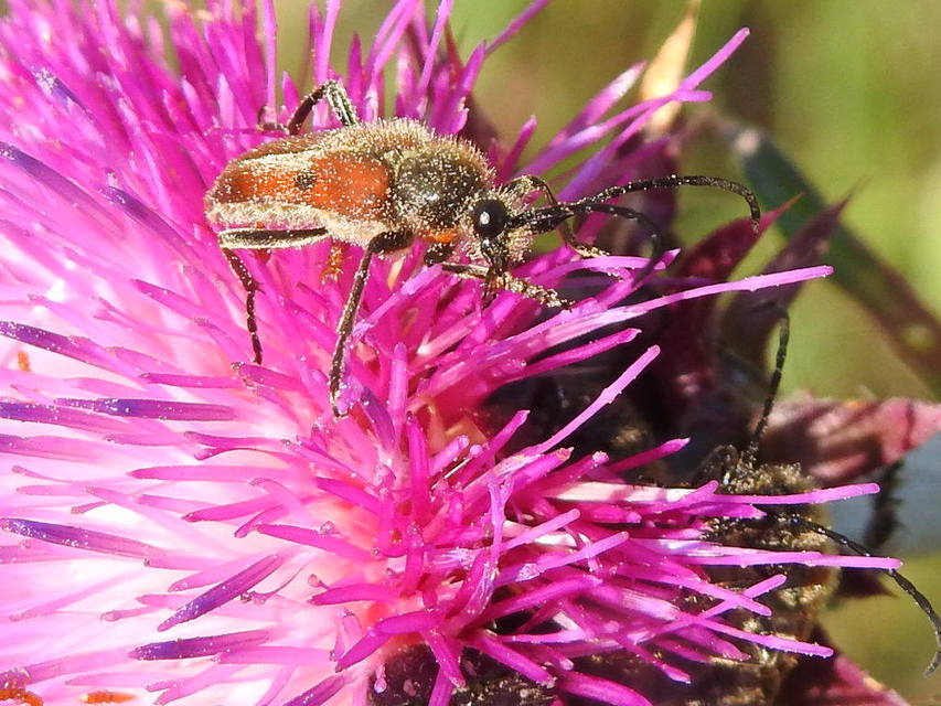 Vadonia unipunctata - kétpettyes virágcincér