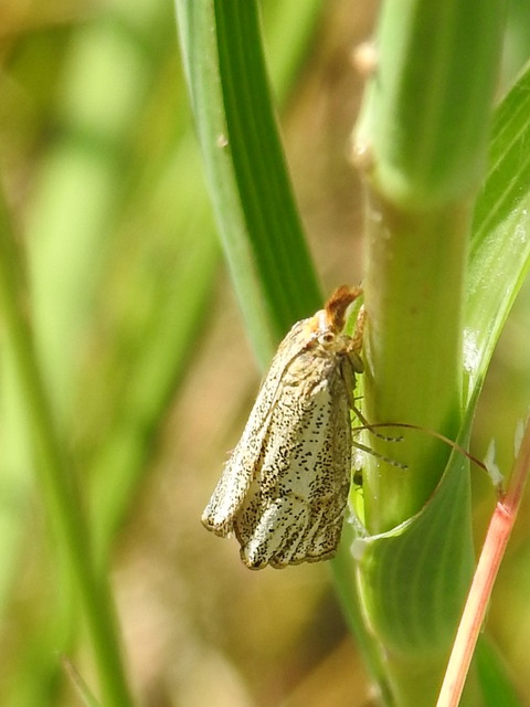 Thisanotia chrysonuchella - tavaszi fűgyökérmoly