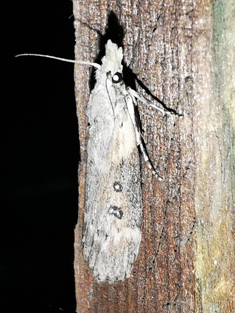 Lamoria anella - törmelékmoly