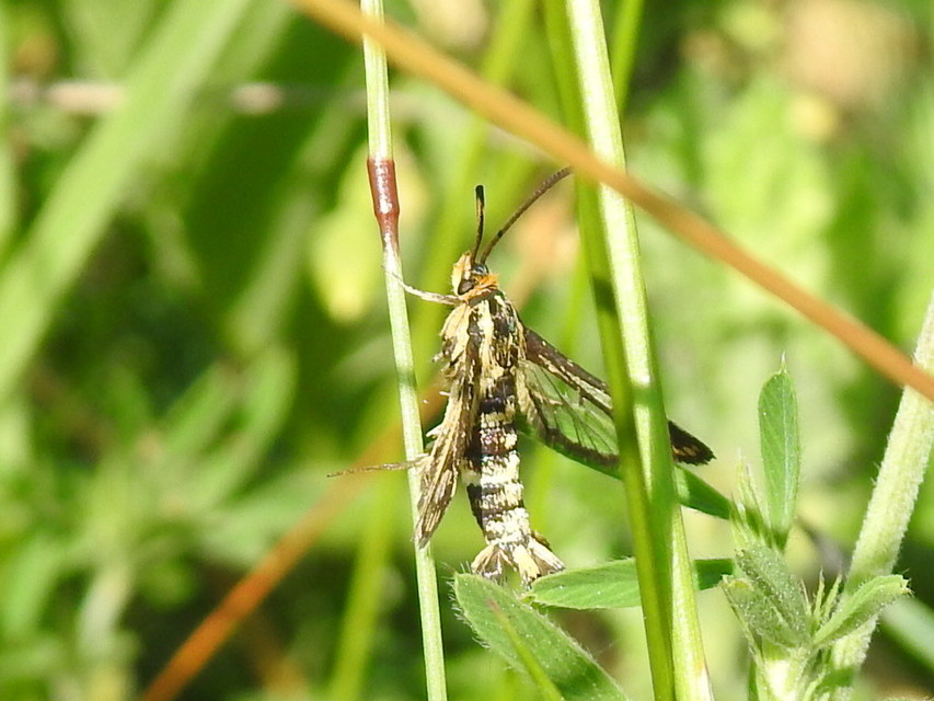 Sesiidae - szitkárfélék