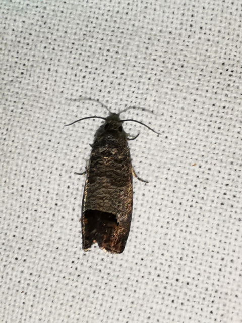 Cydia pomonella - almamoly
