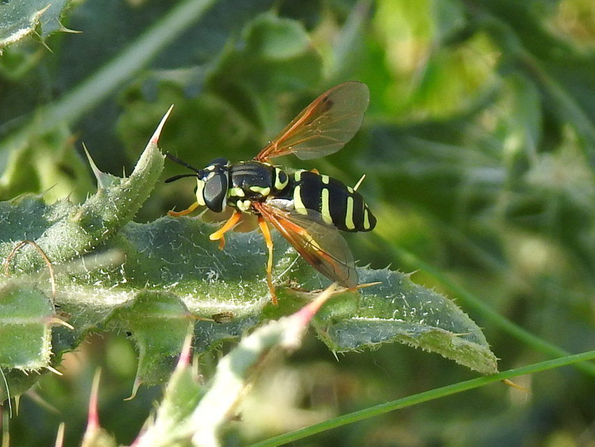 Chrysotoxum