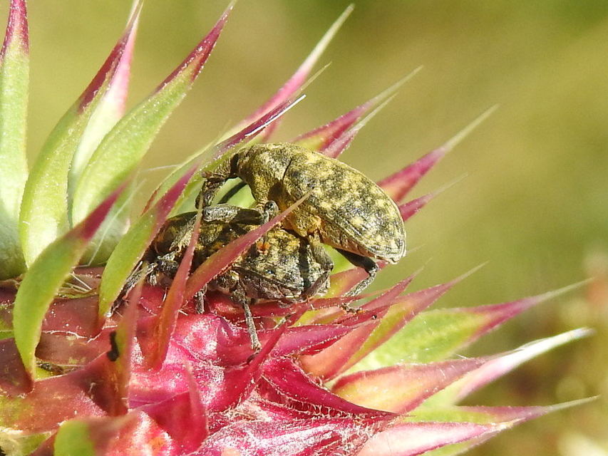 Larinus iaceae - sávosnyakú púderbarkó