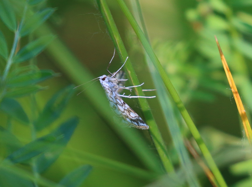 Elophila nymphaeata - tarka vízimoly