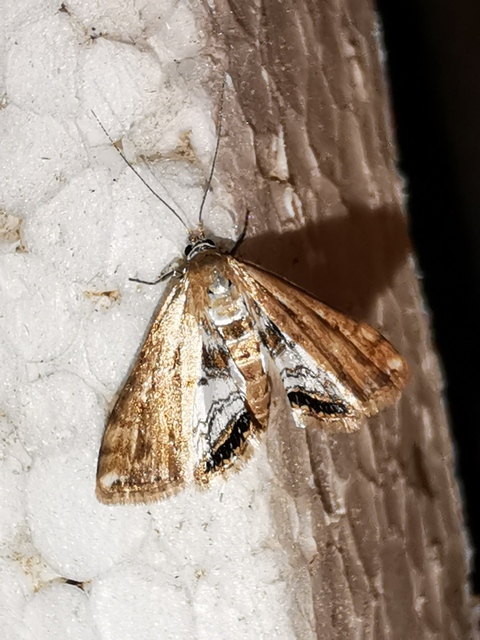 Cataclysta lemnata - békalencsemoly