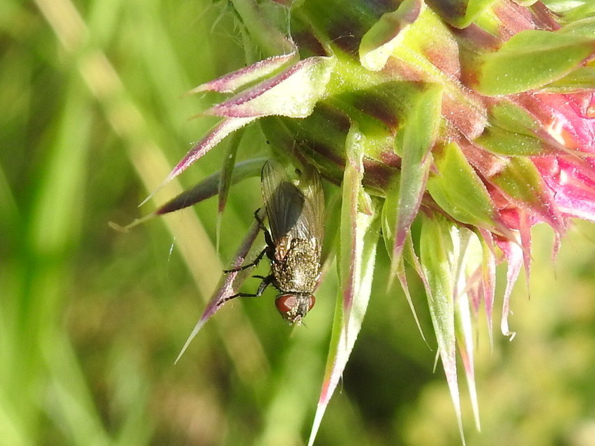 Pollenia
