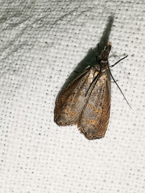 Platytes cerussella - törpe fűgyökérmoly