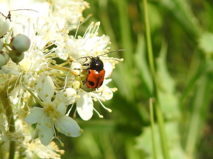 Cryptocephalus bipunctatus - kétpettyes zömökbogár