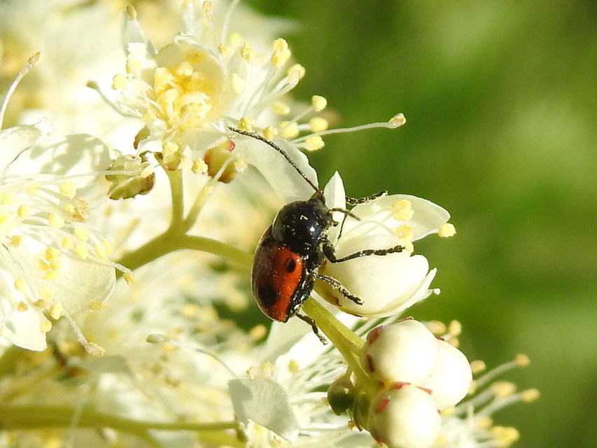 Cryptocephalus bipunctatus - kétpettyes zömökbogár