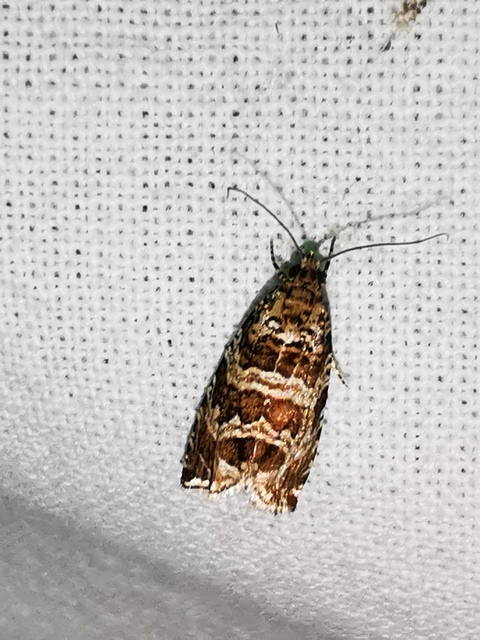 Celypha rivulana - dudvasodró tükrösmoly