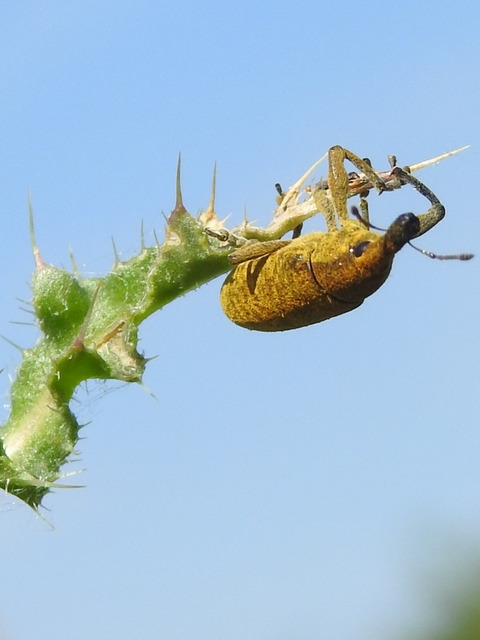 Lixus pulverulentus - mályvafúró dudvabarkó