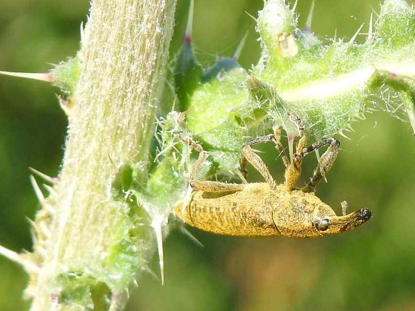 Lixus pulverulentus - mályvafúró dudvabarkó