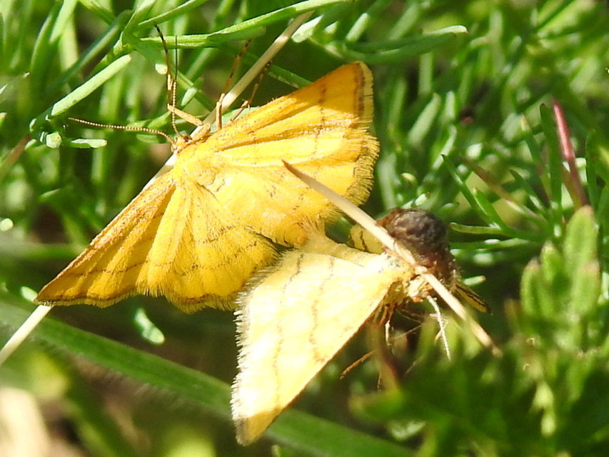 Idaea aureolaria - aranyos sávosaraszoló