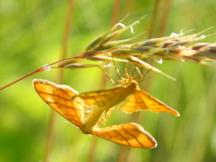 Idaea aureolaria - aranyos sávosaraszoló