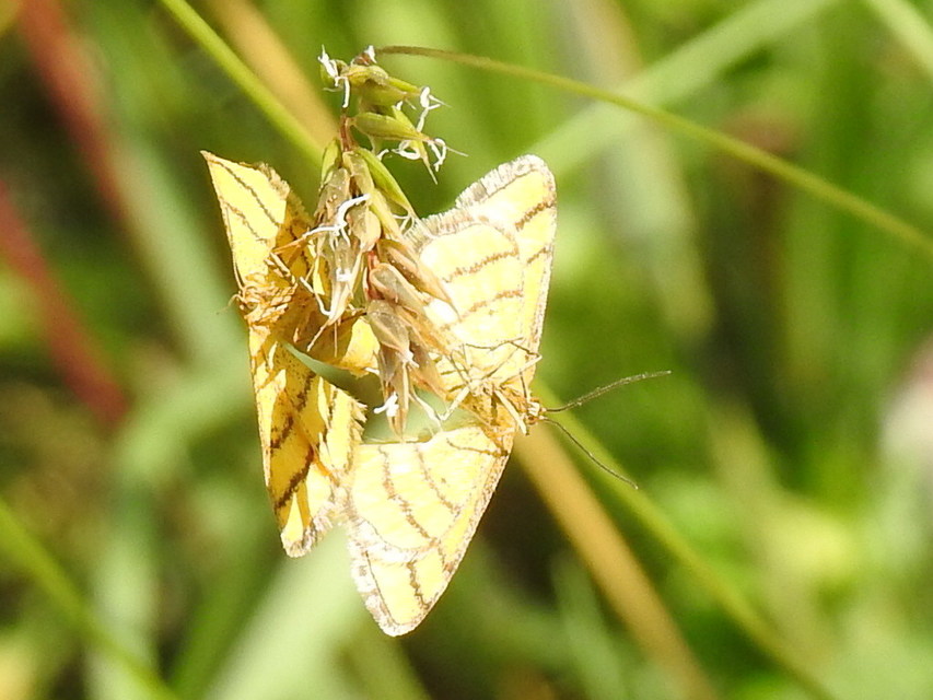 Idaea aureolaria - aranyos sávosaraszoló
