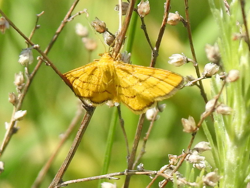 Idaea aureolaria - aranyos sávosaraszoló