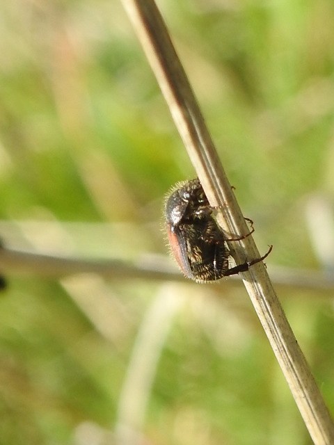 Omaloplia nigromarginata - szegélyes kiscserebogár