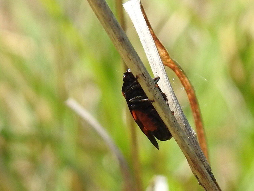 Cercopis