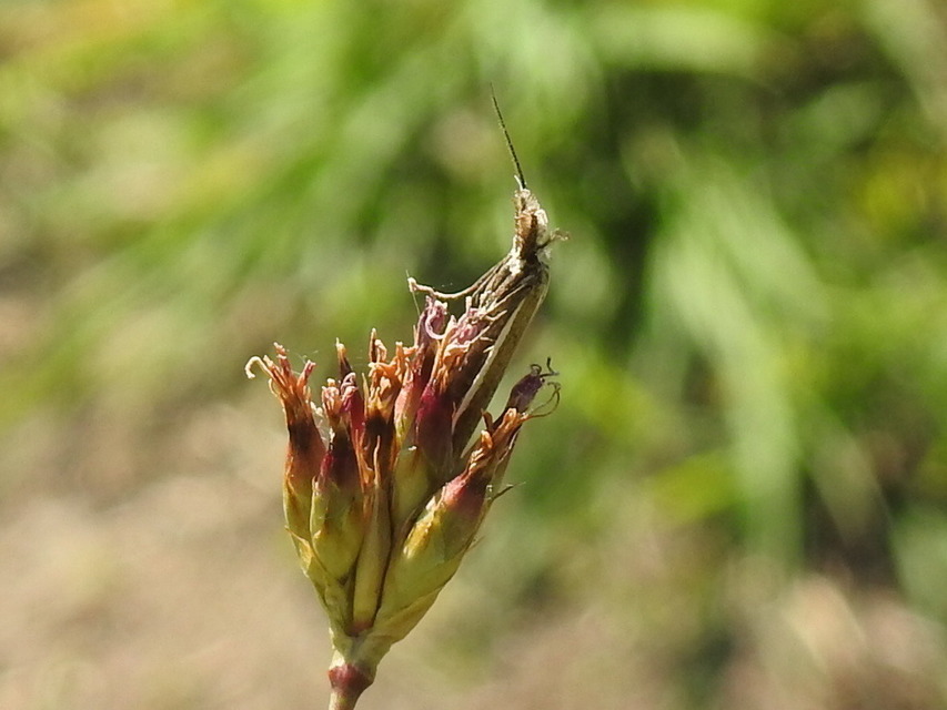 Pleurota