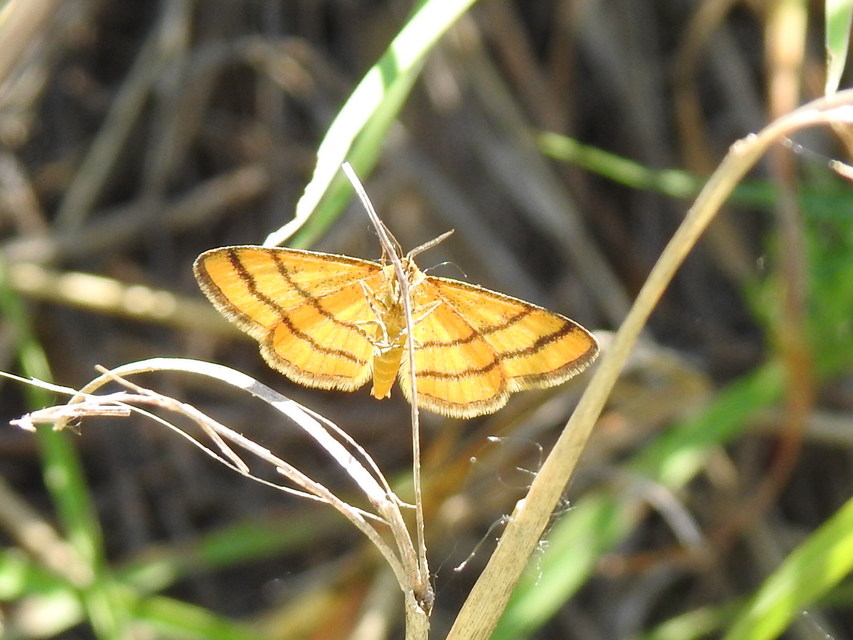 Idaea aureolaria - aranyos sávosaraszoló