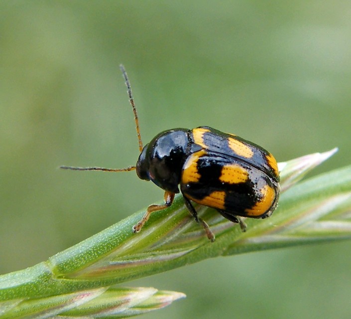 Cryptocephalus anticus - réti zömökbogár