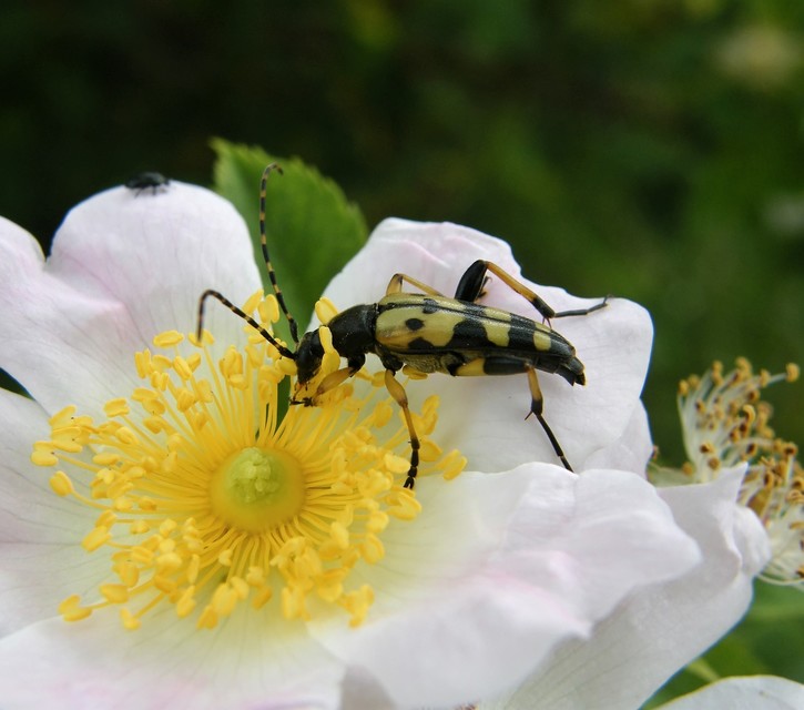 Rutpela maculata - tarkacsápú karcsúcincér