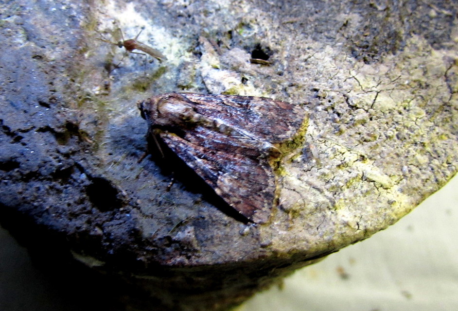 Apamea epomidion - vörösbarna dudvabagoly