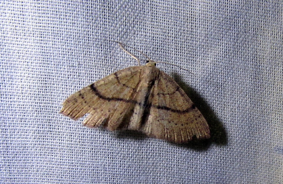 Cyclophora ruficiliaria - vörösrojtú pettyesaraszoló