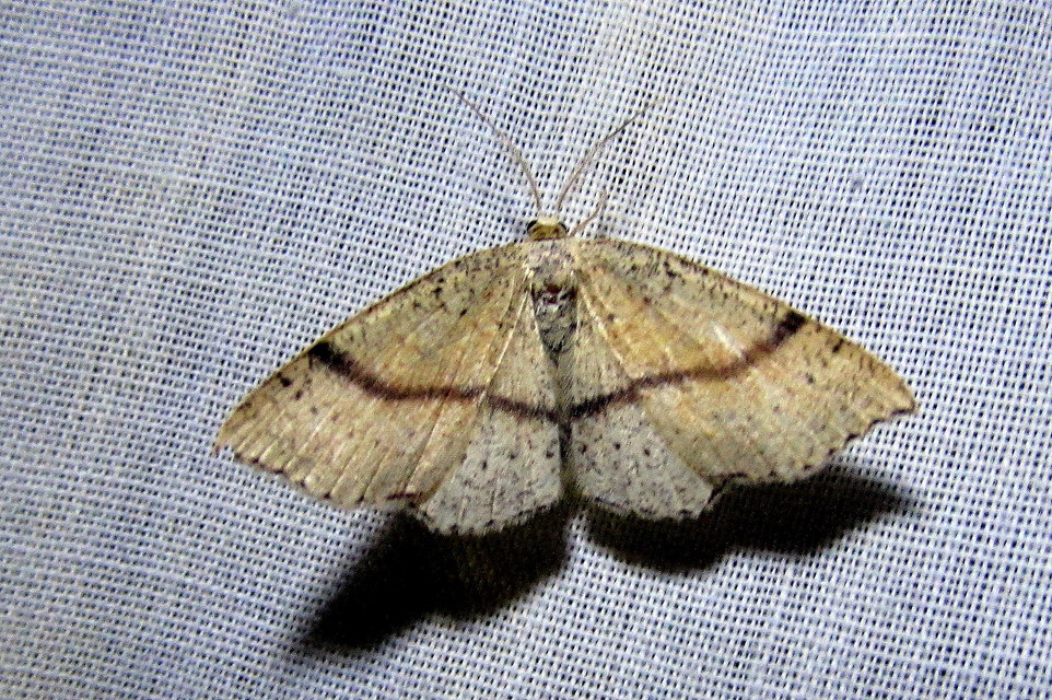 Cyclophora punctaria - sávos pettyesaraszoló