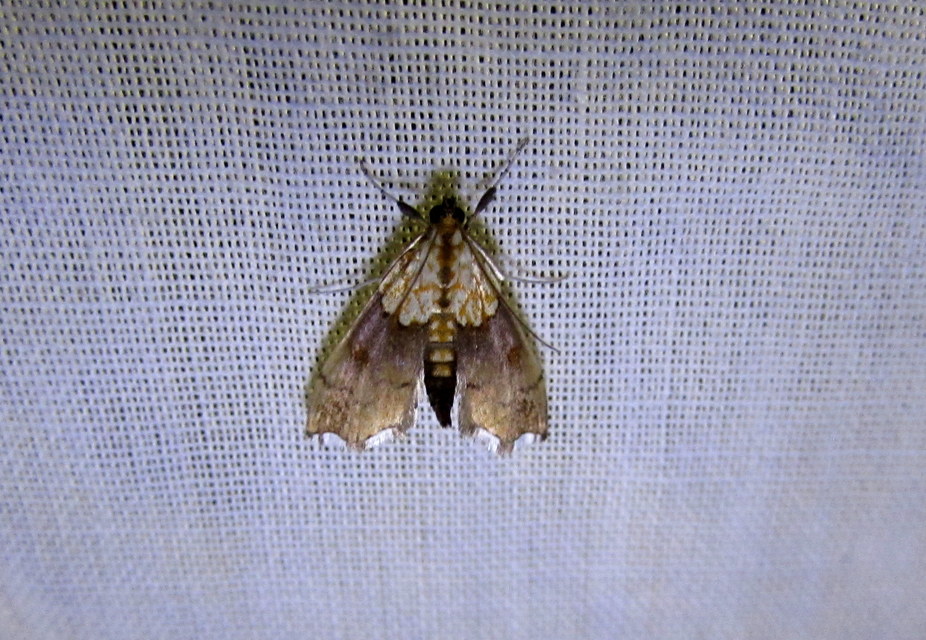 Agrotera nemoralis - ligeti tűzmoly
