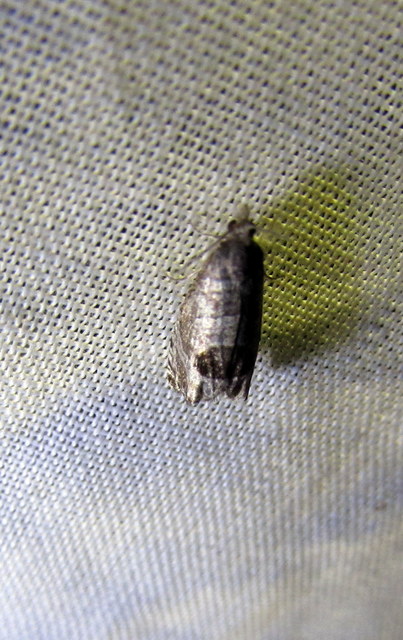 Notocelia uddmanniana - málnasodró tükrösmoly