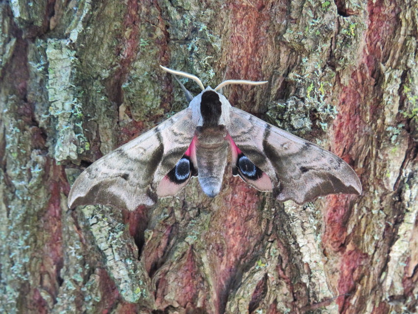 Smerinthus ocellatus - esti pávaszem