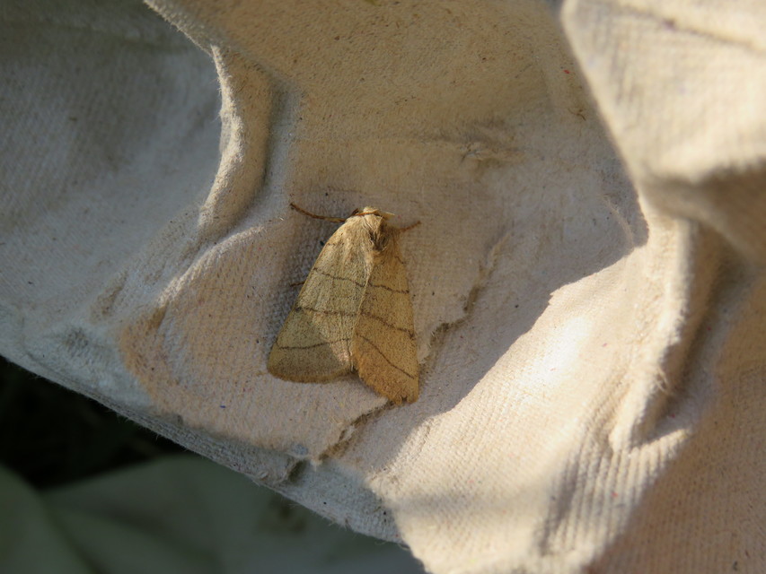 Charanyca trigrammica - háromsávos lombbagoly