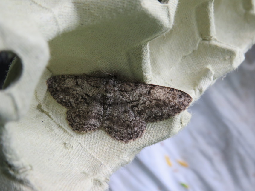 Hypomecis roboraria - nagy tölgyfaaraszoló