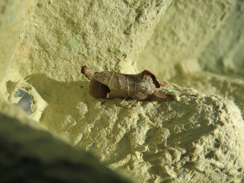 Clostera curtula - rövidszárnyú levélszövő