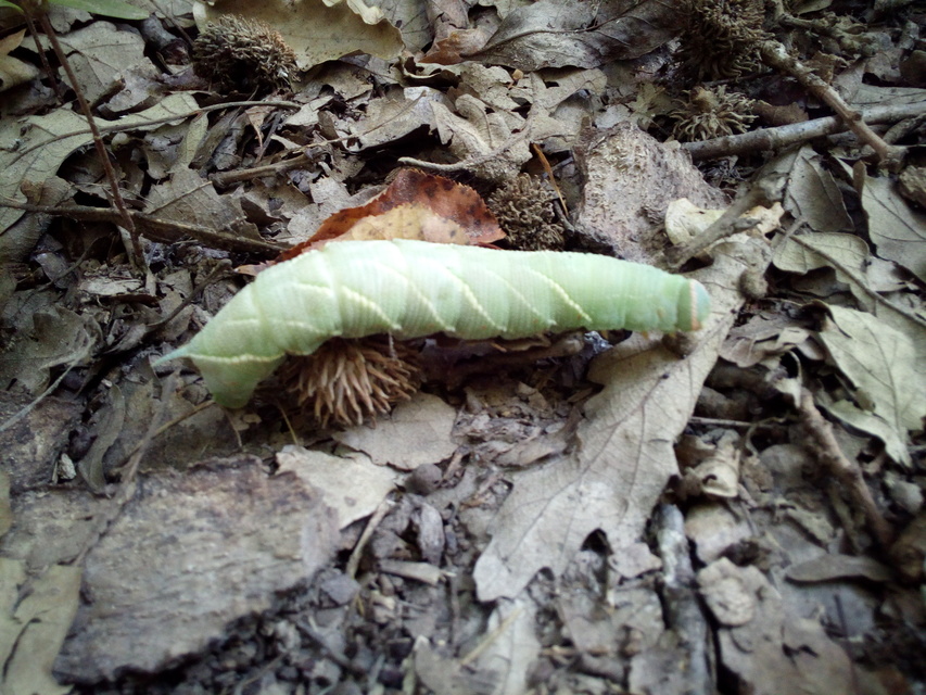 Marumba quercus - tölgyfaszender