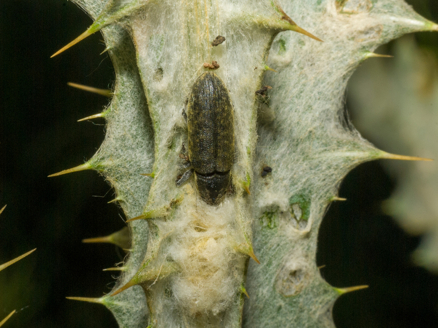 Lixus cardui/filiformis