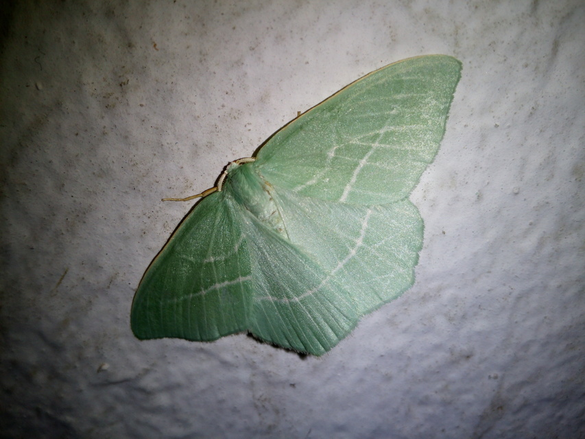 Hemistola chrysoprasaria - kékes zöldaraszoló