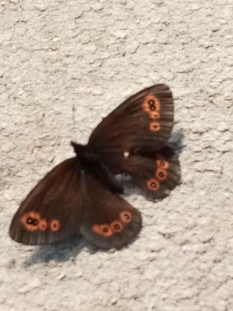 Erebia medusa - tavaszi szerecsenlepke