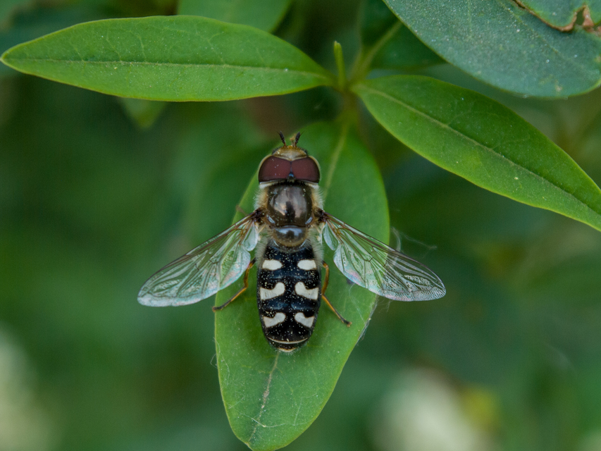 Scaeva pyrastri - gyakori nagyhomlokúlégy