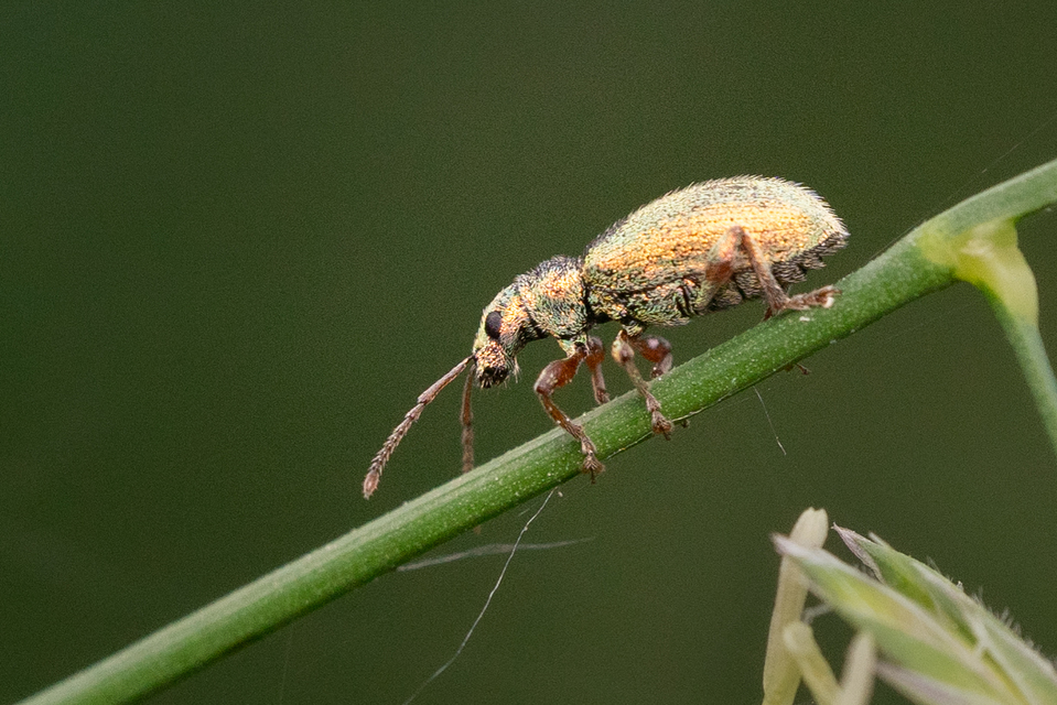 Phyllobius argentatus - ezüstös levélormányos