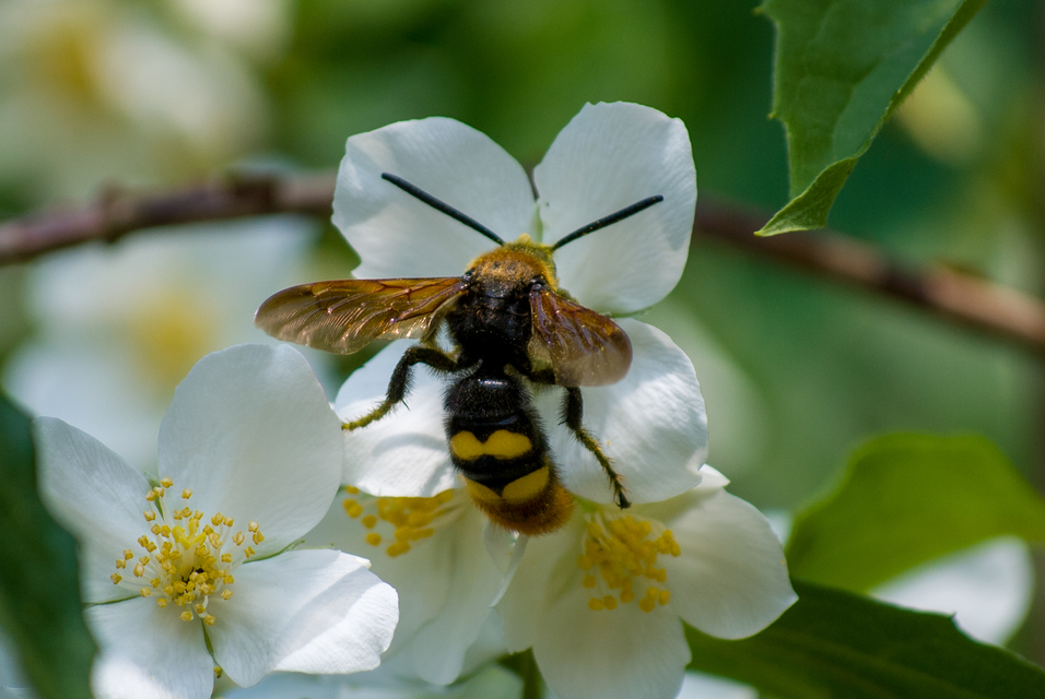 Megascolia maculata - óriás-tőrösdarázs