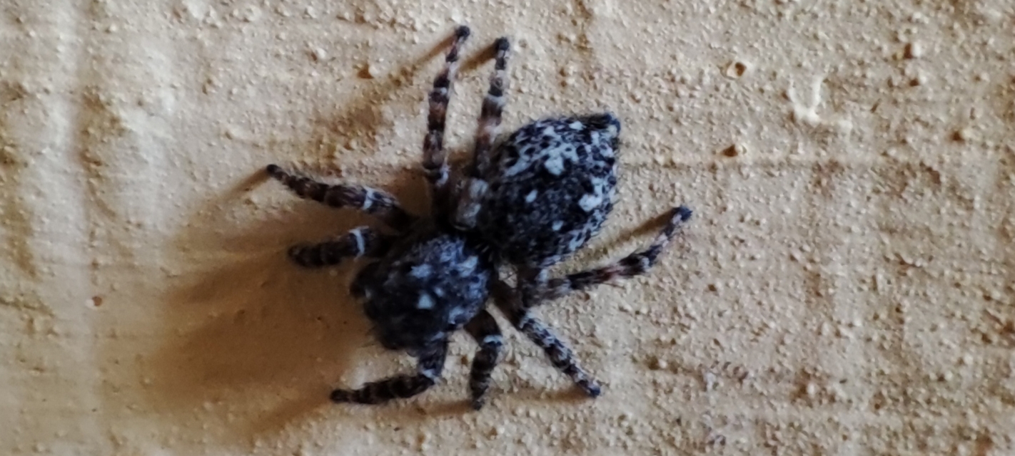 Attulus pubescens - bozontos ugrópók