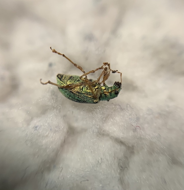 Polydrusus flavipes - feketeszőrű lombormányos