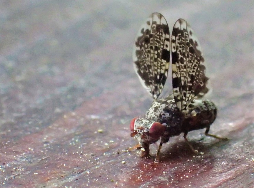 Callopistromyia annulipes - pávalégy
