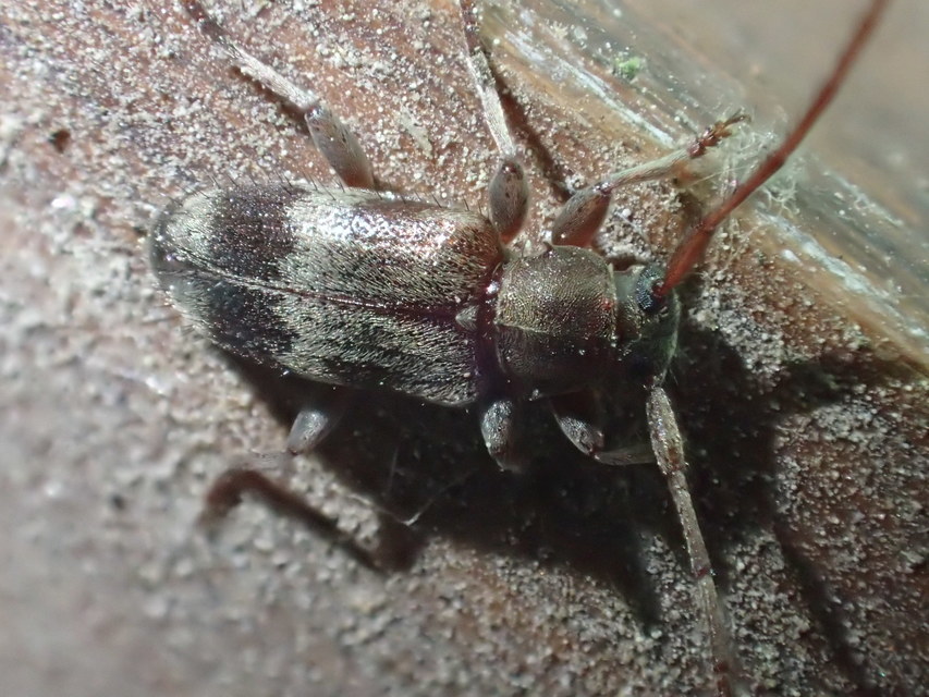 Exocentrus lusitanus - hársfa-rőzsecincér