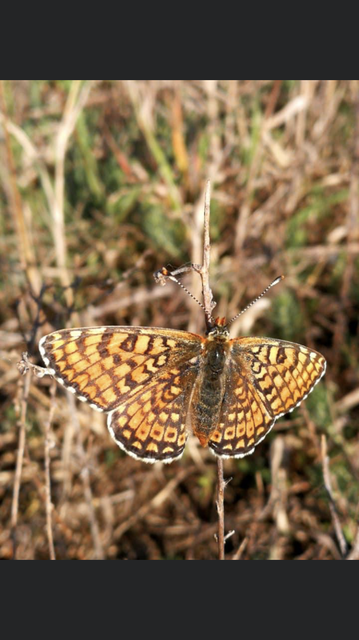 Melitaea cinxia - réti tarkalepke